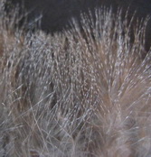 Capercailli 